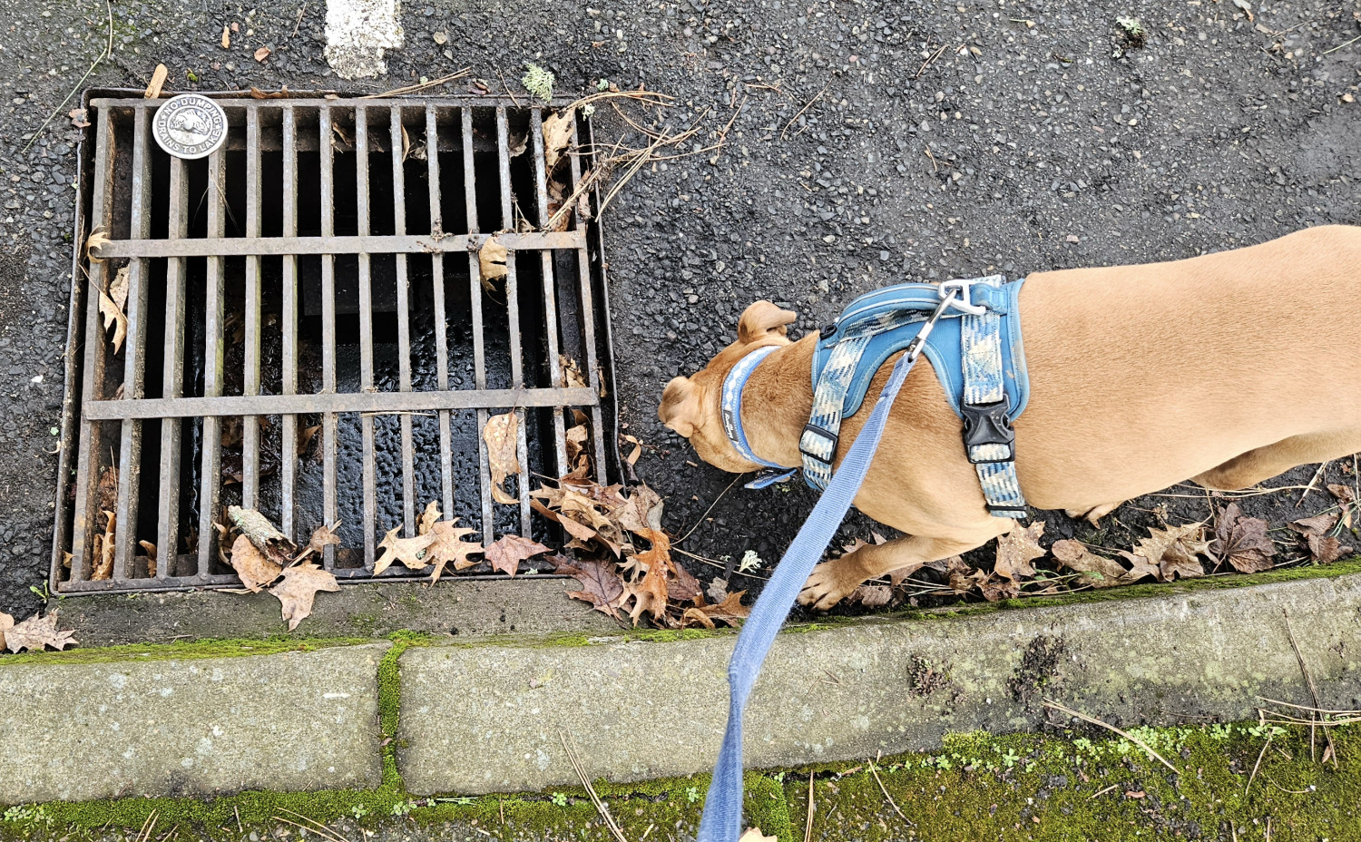 Barley, a dog, gives a storm drain a sniff.