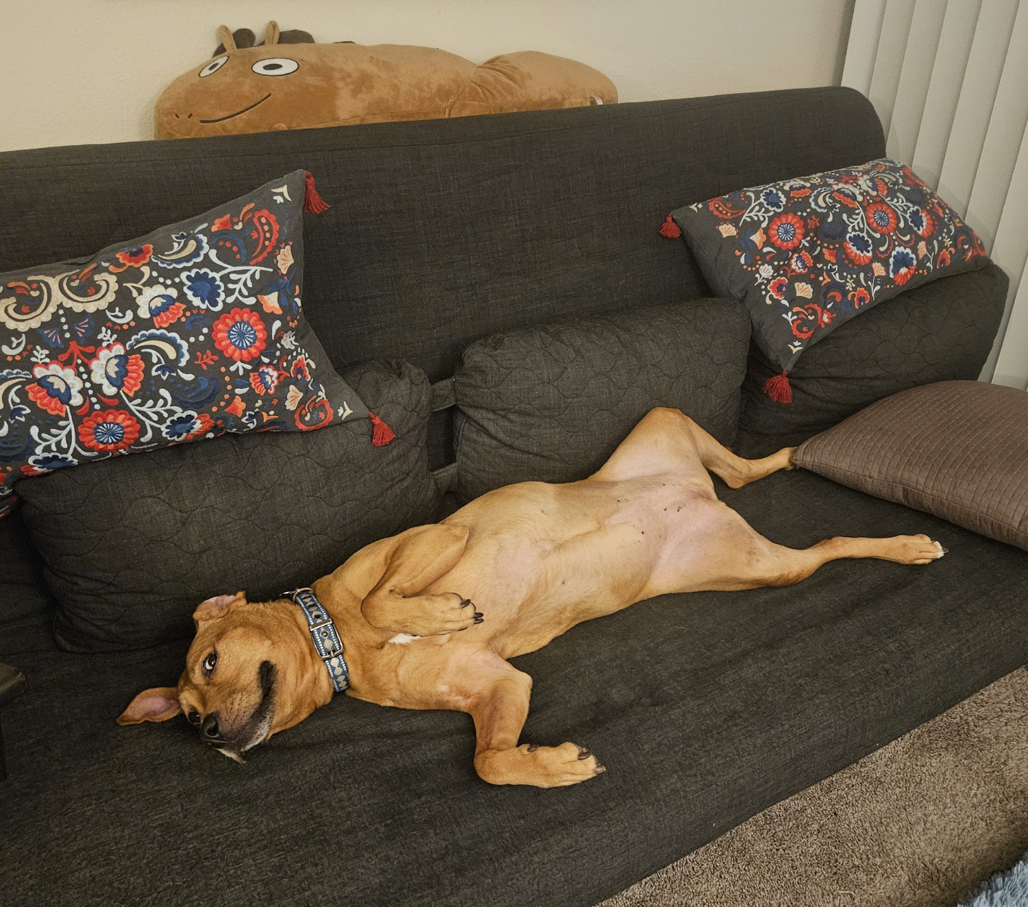 Barley, a dog, sprawls on her back beneath an equally long and dopey Jacob Horse, of Drawfee fame.