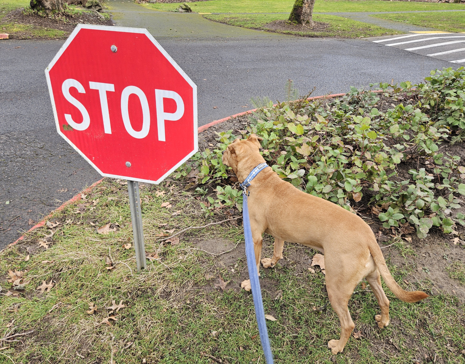 Barley, a dog, is stopped, per the instructions of a stop sign placed very low to the ground.