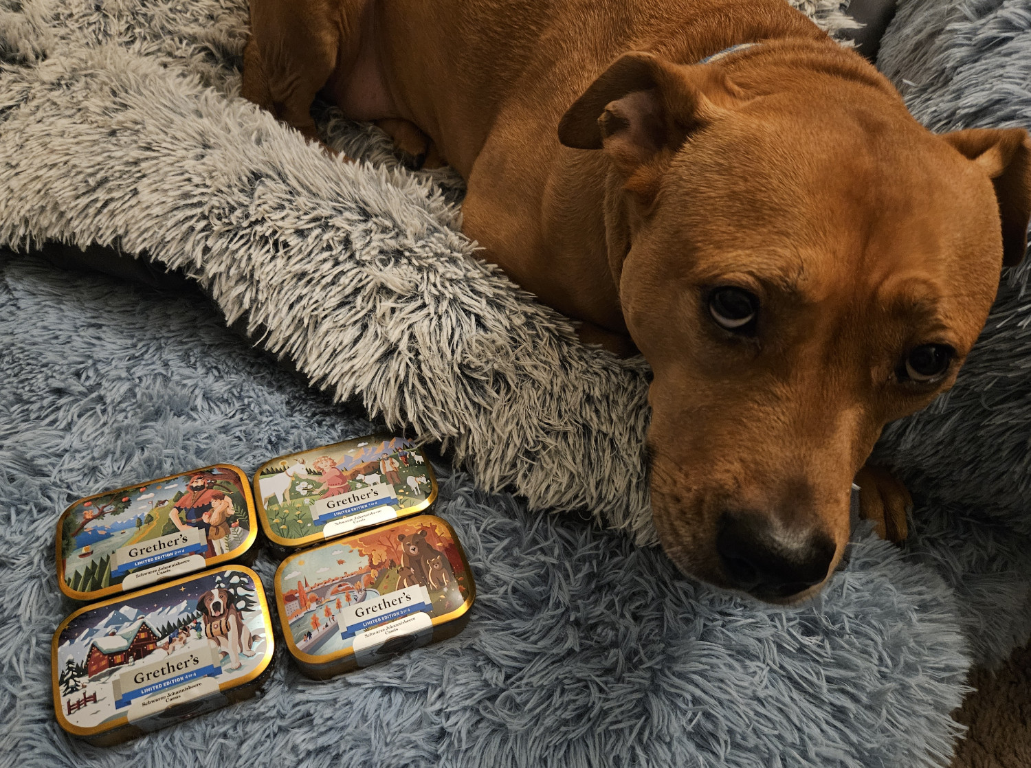Barley, a dog, peers up while lying beside a quartet of tins containing Grether's Pastilles.