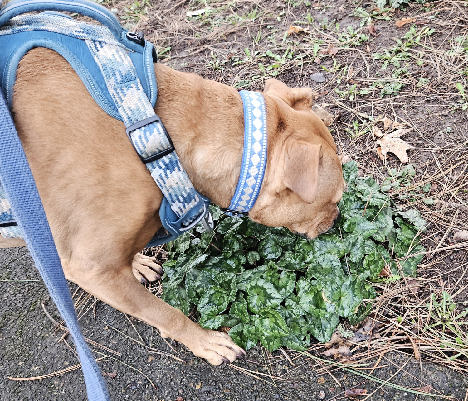 Barley, a dog, sniffs at what I suspect to be a brunnera plant with heart-shaped leaves.