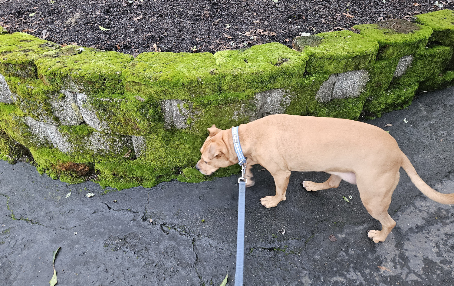 Barley, a dog, sniffs at the base of a low wall made of concrete pavers and covered in moss.