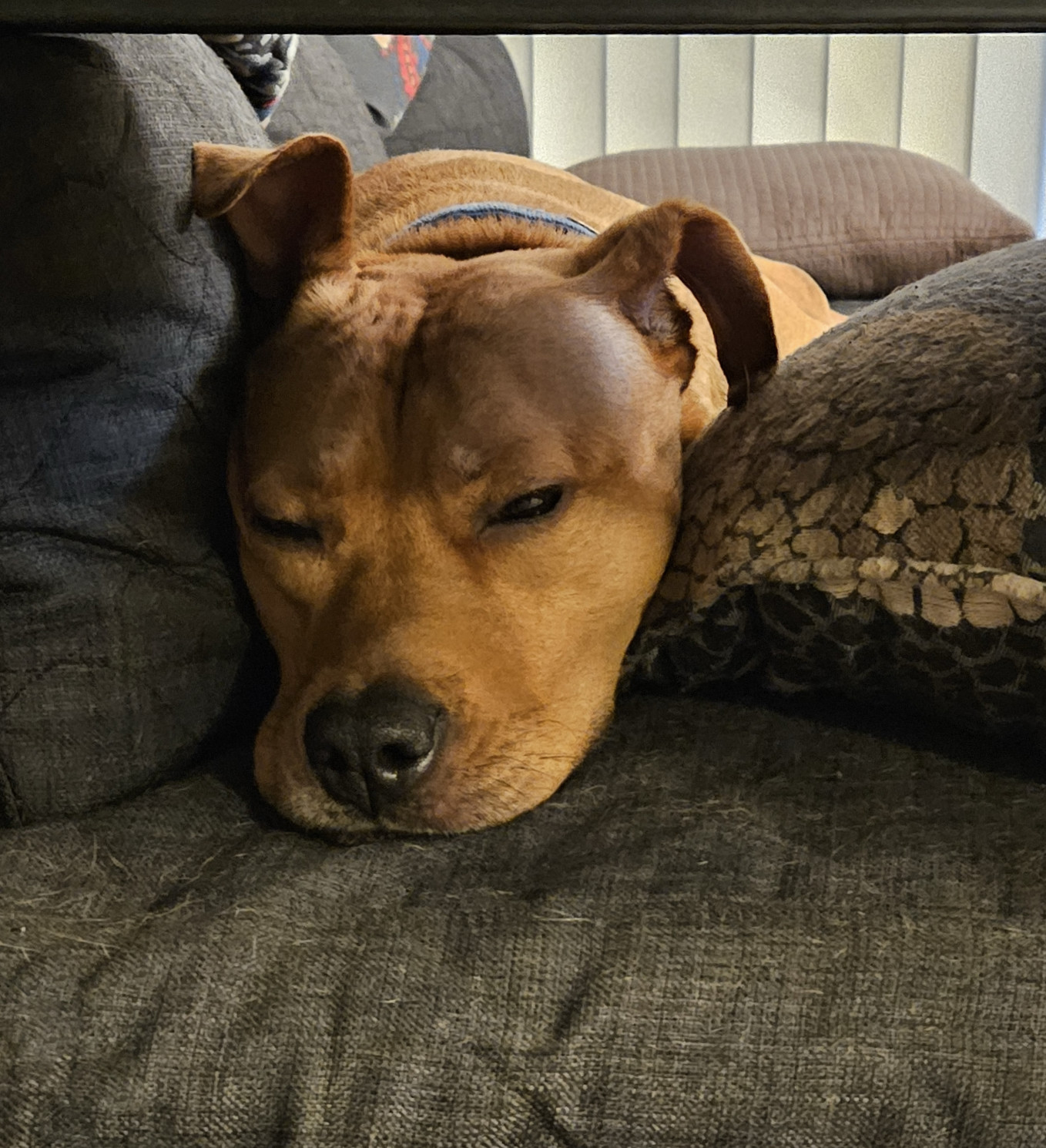 Barley, a dog, snoozes with her face wedged between the futon and a throw pillow.