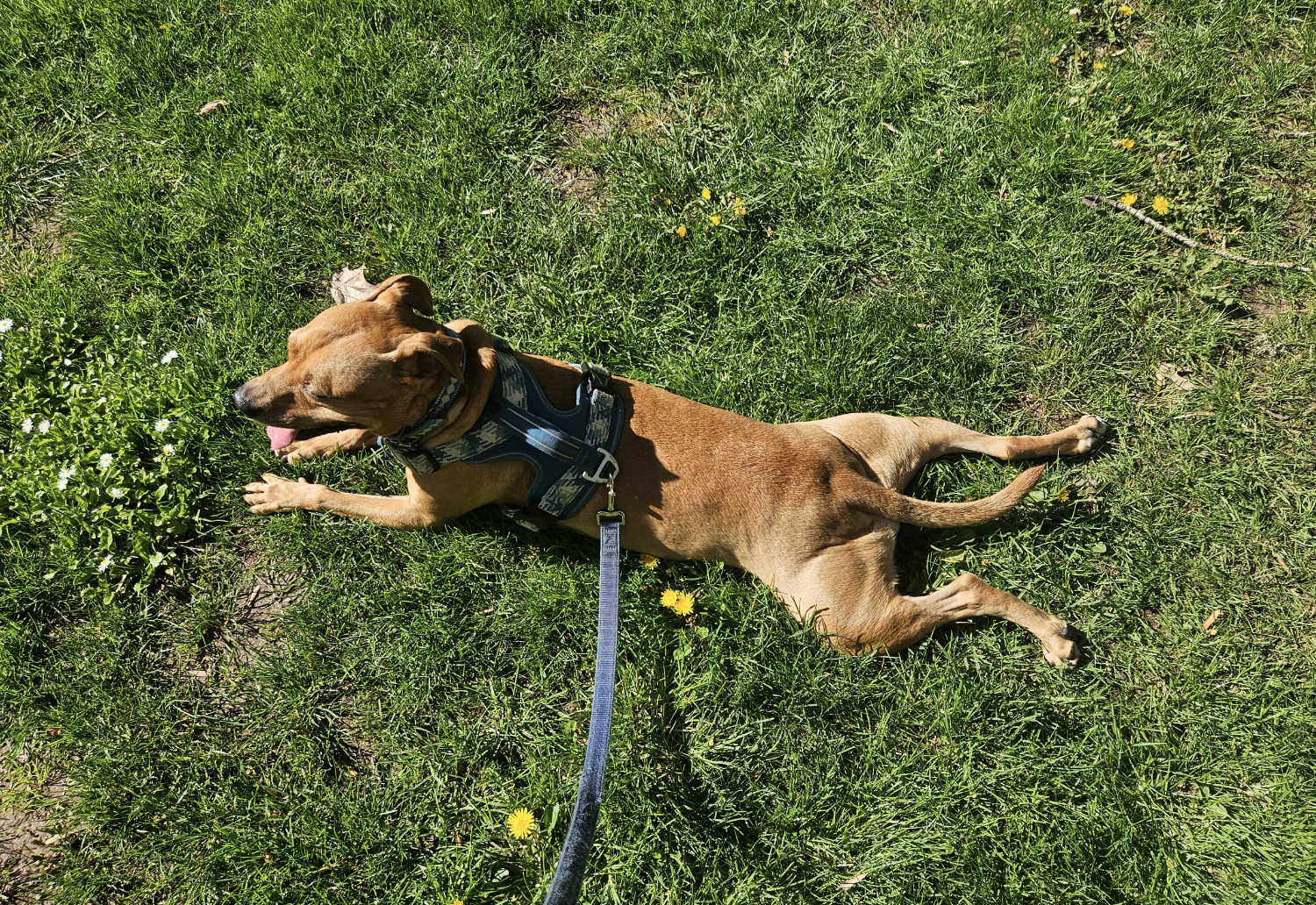 Barley, a dog, sploots elegantly upon a grassy expanse in the spring sunlight, as viewed from above.
