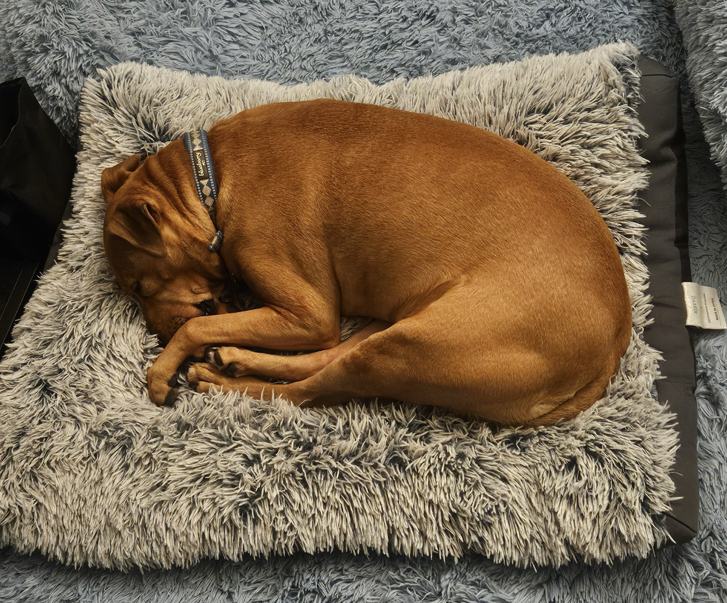 Barley, a dog, snoozes atop her bed-on-a-bed, curled into a ball such that all of her toes are gathered beneath her face.