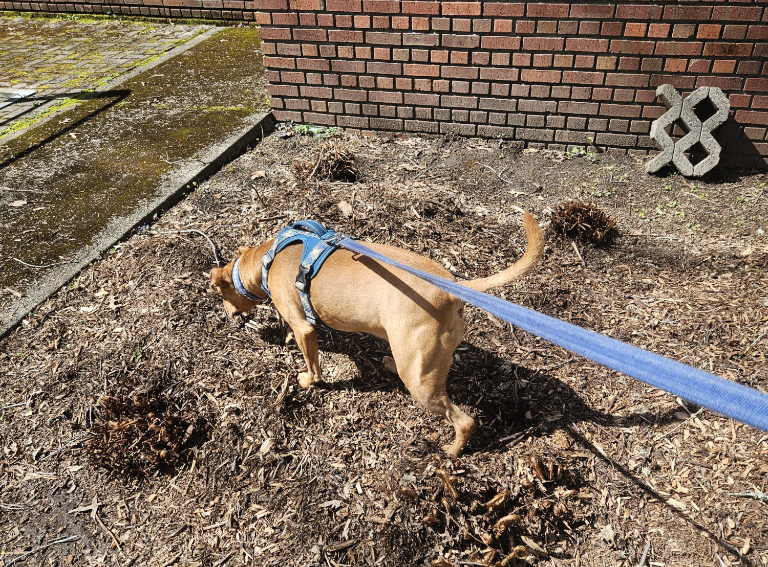 Barley, a dog, sniffs about in a patch of formerly overgrown greenery that has been reduced to nothing but brown mulch and stumps.