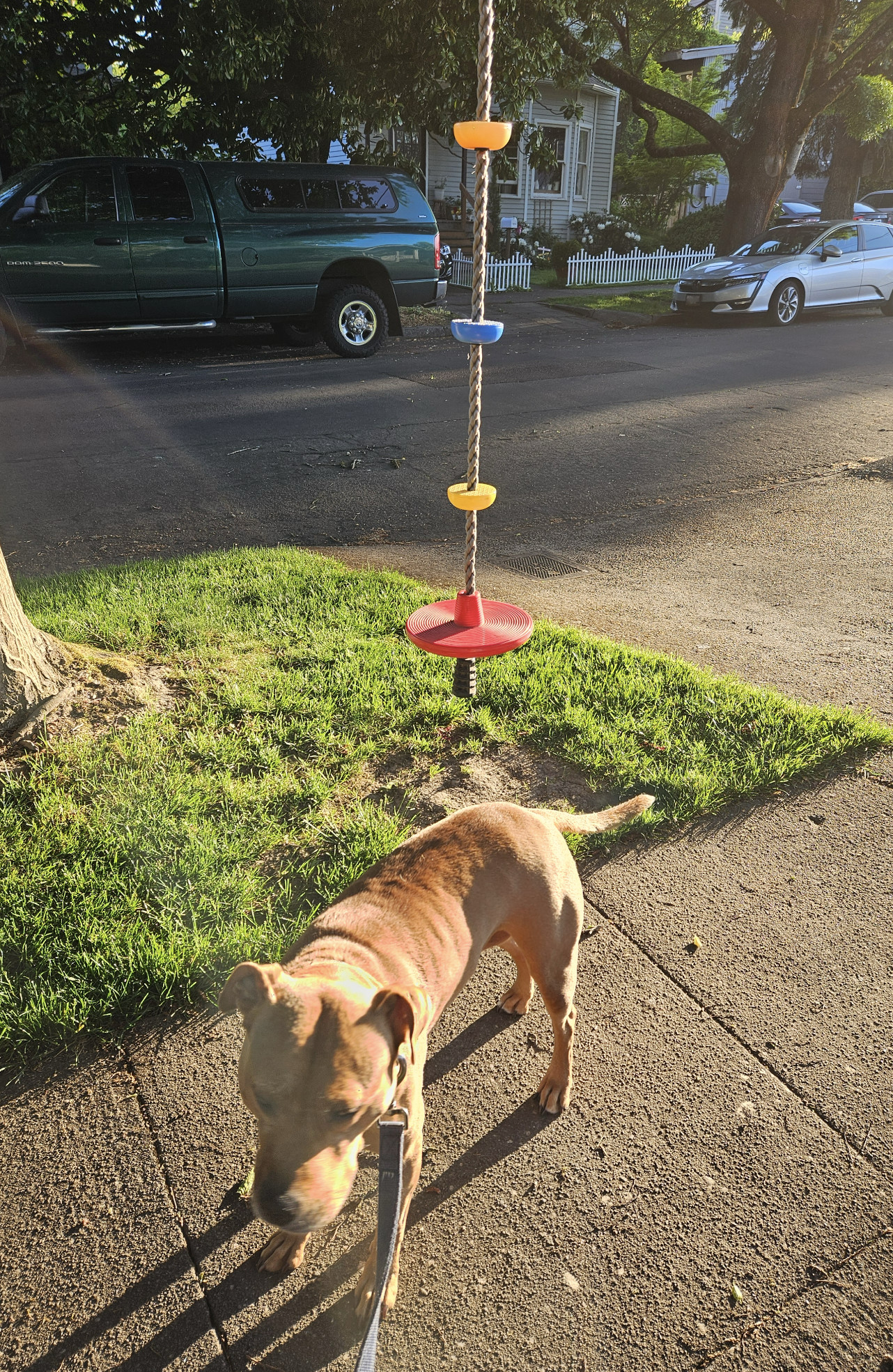 Barley, a dog, stands beside a rope swing hanging in someone's yard in the early morning hours.