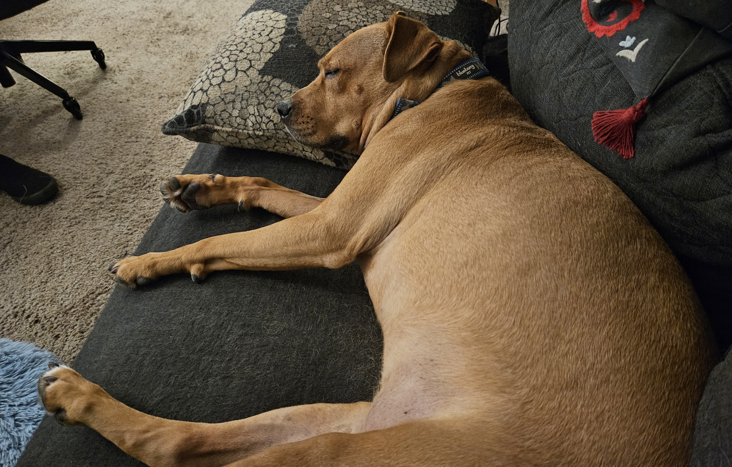 Barley, a dog, snoozes on the futon as she is photographed from a low angle.
