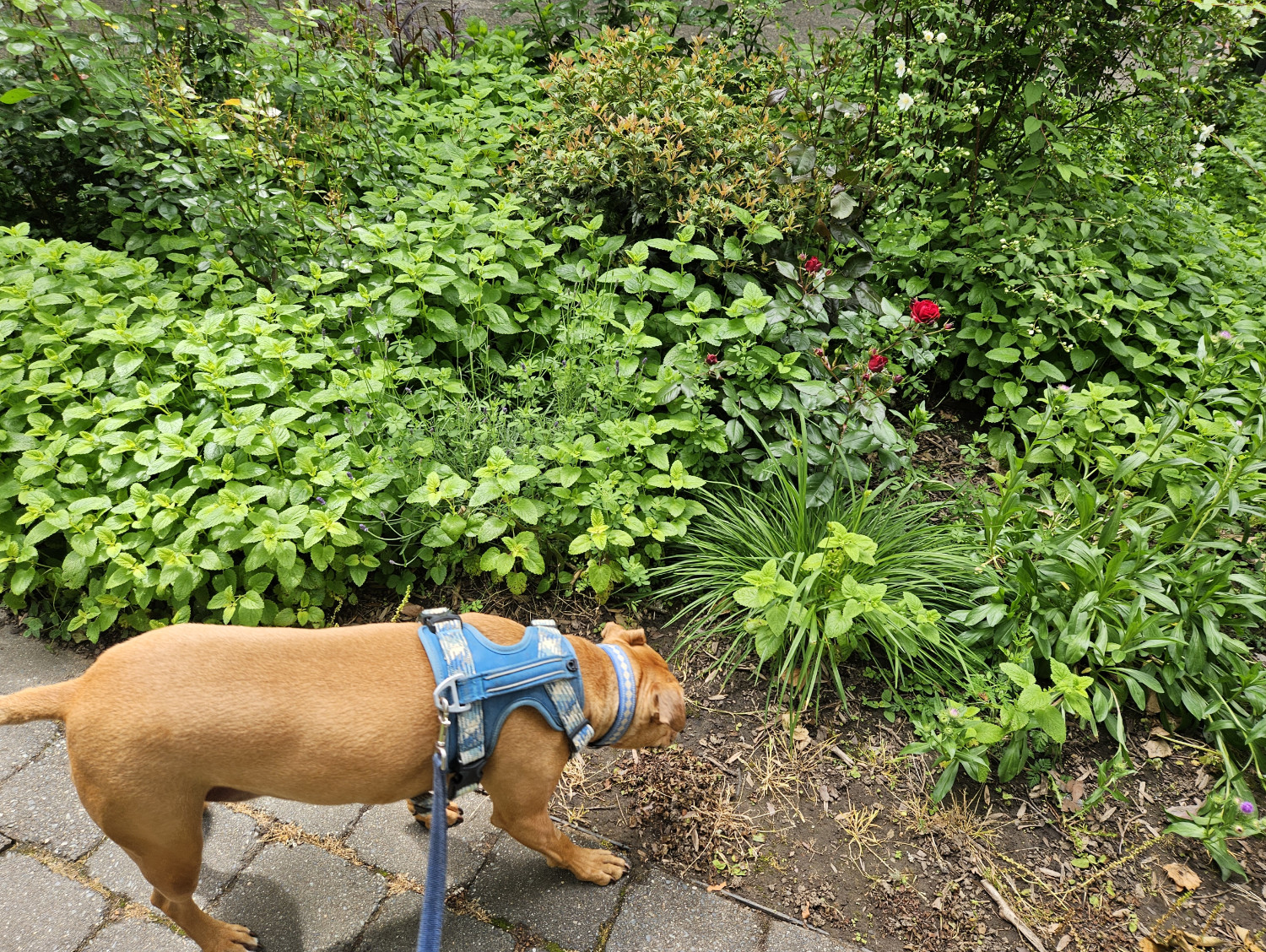 Barley, a dog, investigates a garden patch full of fresh green growth.