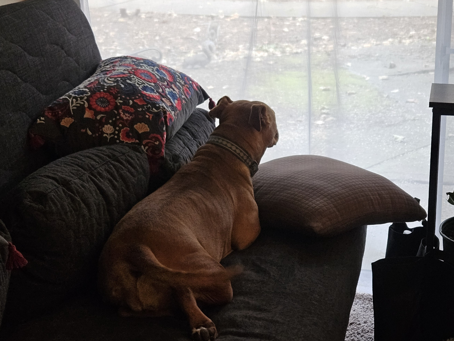 Barley, a dog, surveils the activities of a band of squirrels through the curtains.