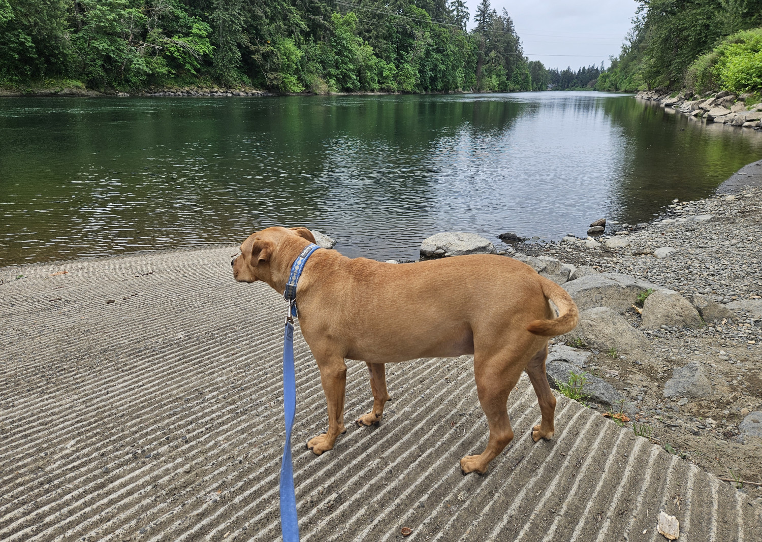 Barley, a dog, stands on a concrete loading ramp that descends into a green river.