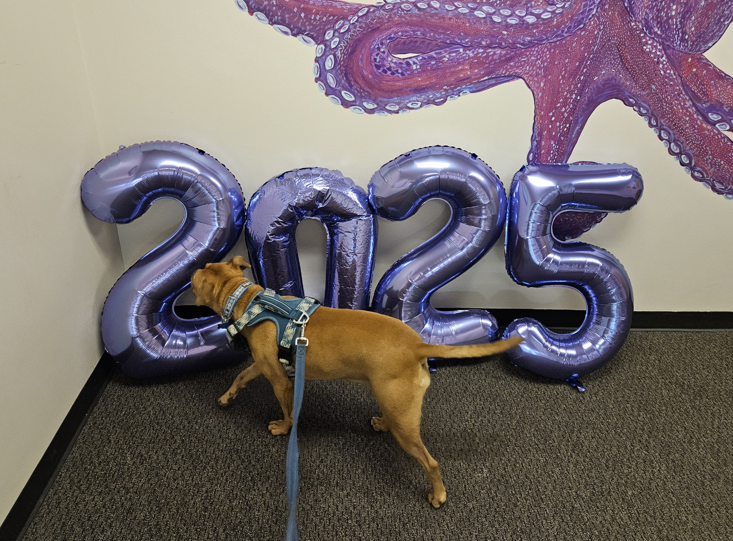 Barley, a dog, is confronted with balloon numbers as big as she is spelling out "2025."