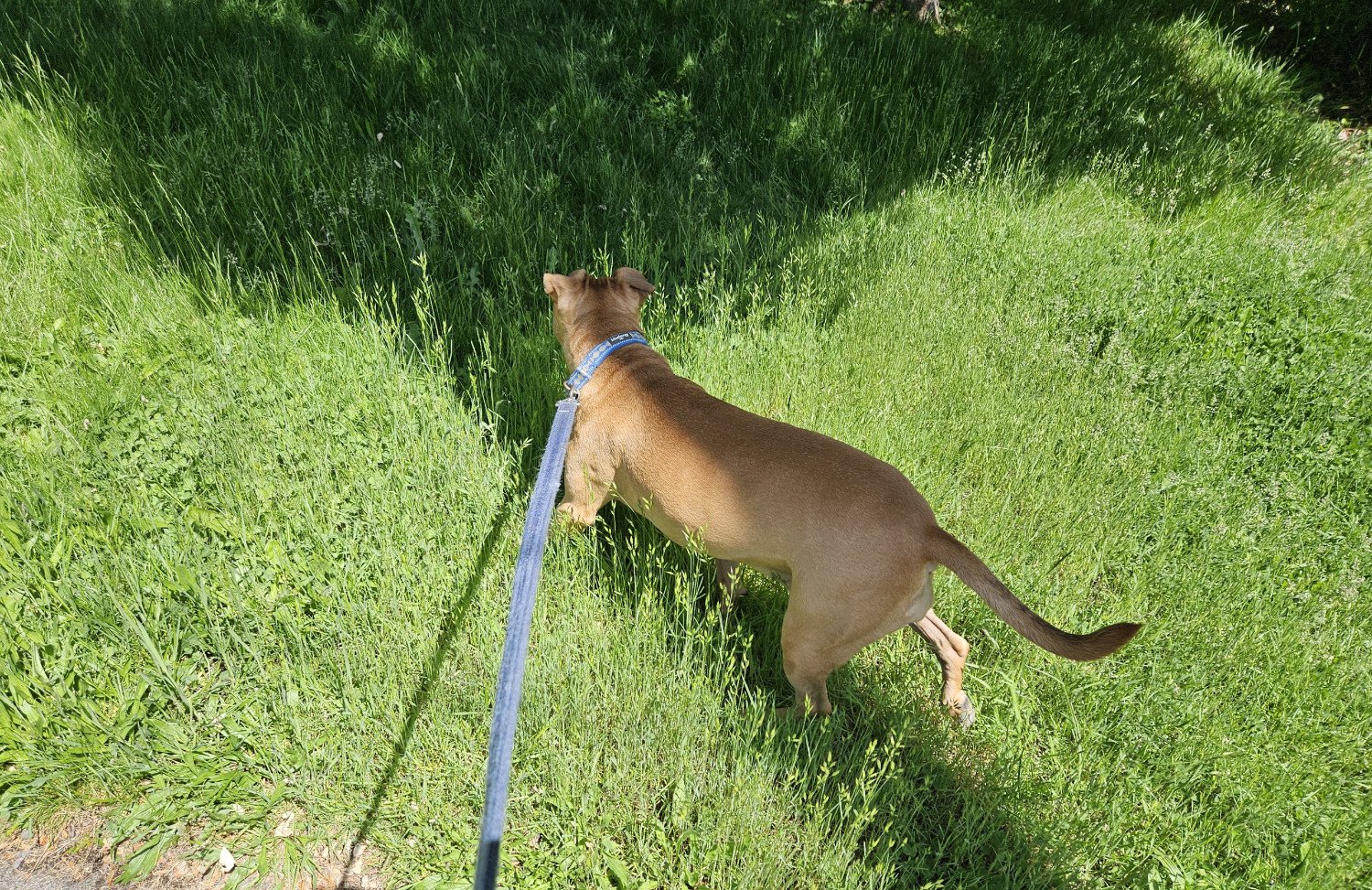 Barley, a dog, trots through grass just tall enough to brush along her undercarriage.