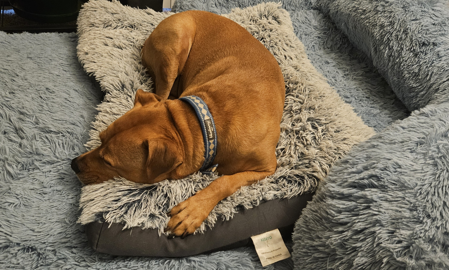Barley, a dog, snoozes on her giant dog bed, one paw out for good measure.