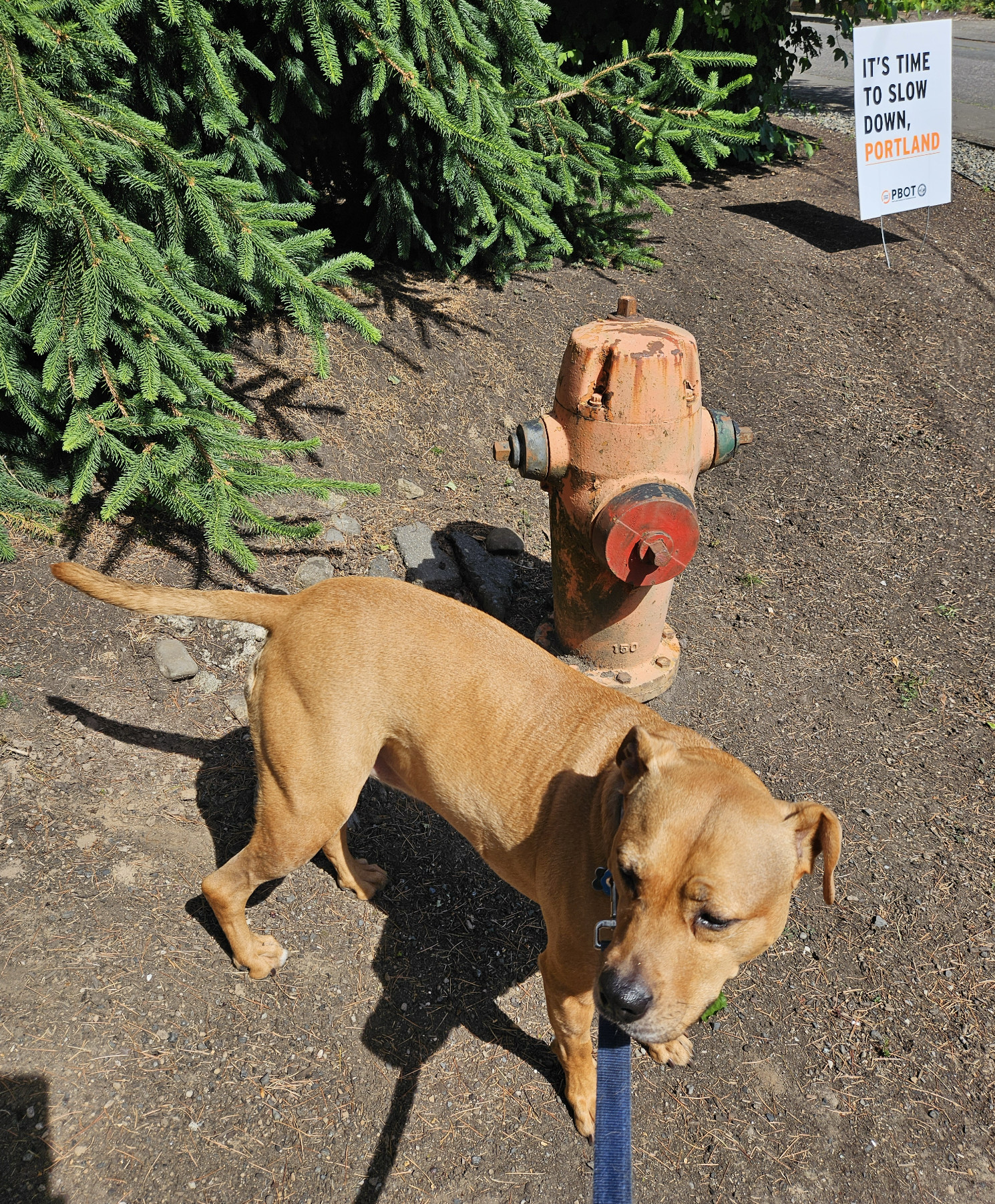 Barley, an orange dog, stands besides an orange fire hydrant, with a sign in the background sporting orange lettering.