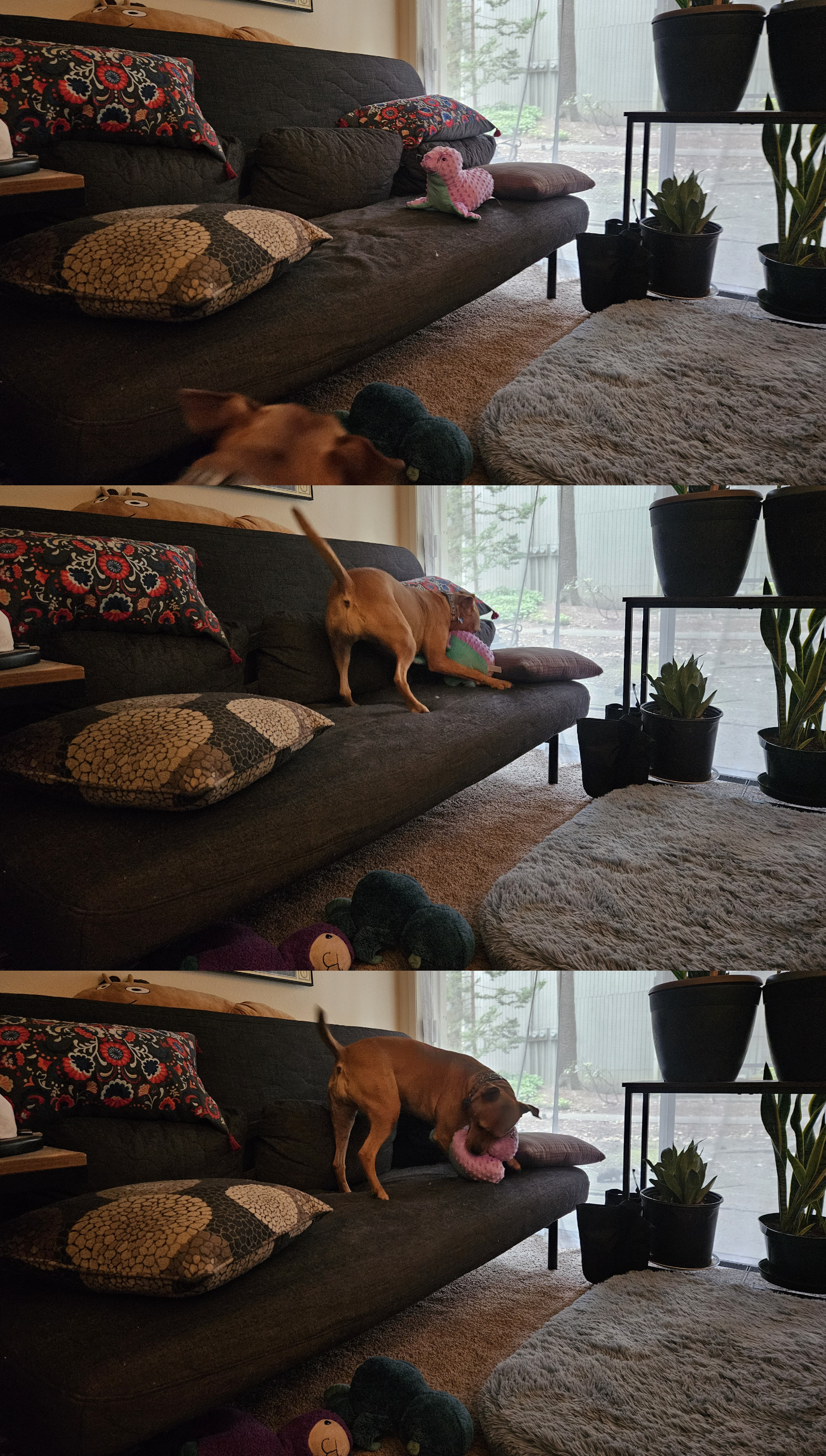 Barley, a dog, leaps into action to subdue a plushie toy seal.