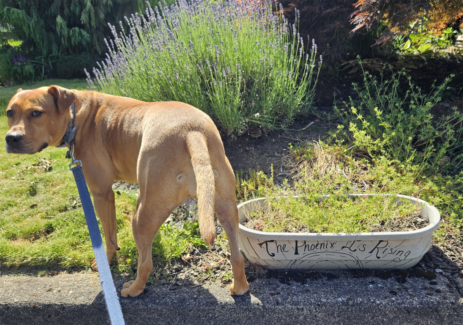 Barley, a dog, looks back over her shoulder at the camera while standing beside a planter that reads, "The Phoenix Is Rising."