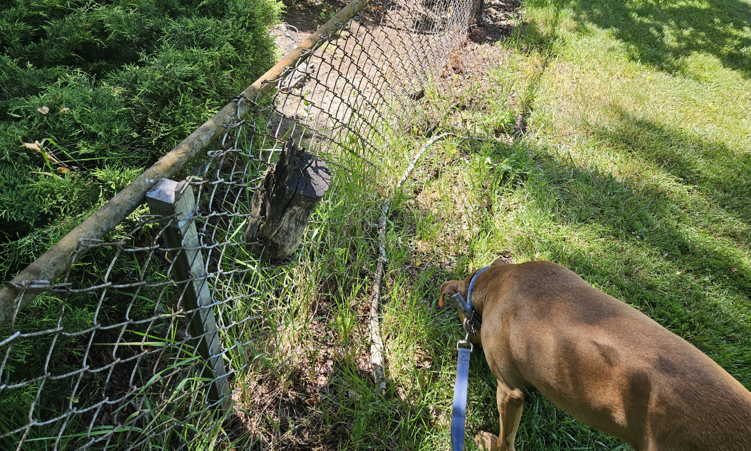 Barley, a dog, sniffs about along the edge of a chain-link fence. Within the fence is the stump of a tree branch that grew through the chain link and became fused with it.