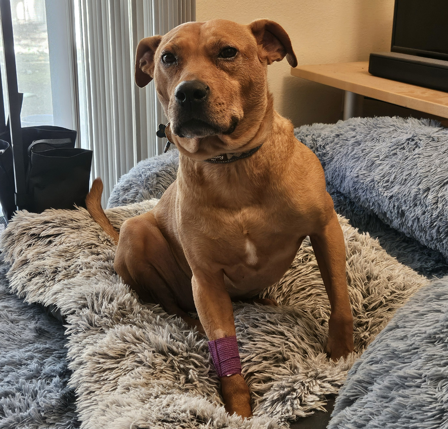 Barley, a dog, braces herself unsteadily on her dog bed, a purple bandage visible on her leg.