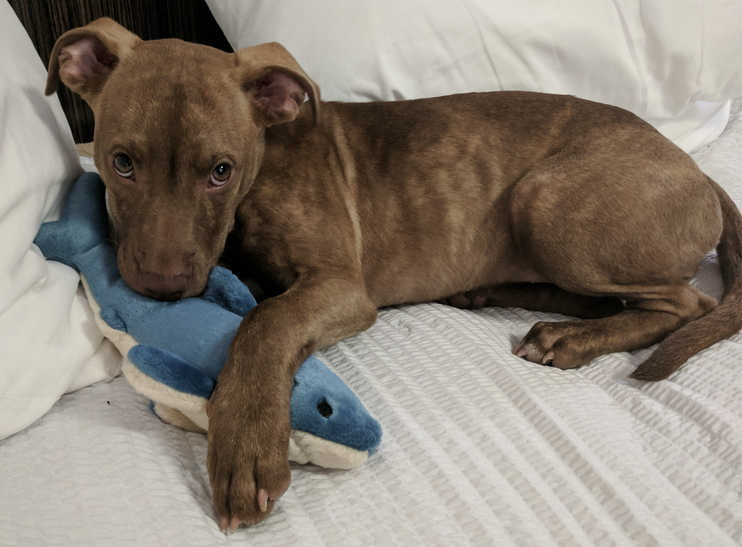 Juniper, a wee pup, snuggles with her first ever plush friend, a "baby" shark.