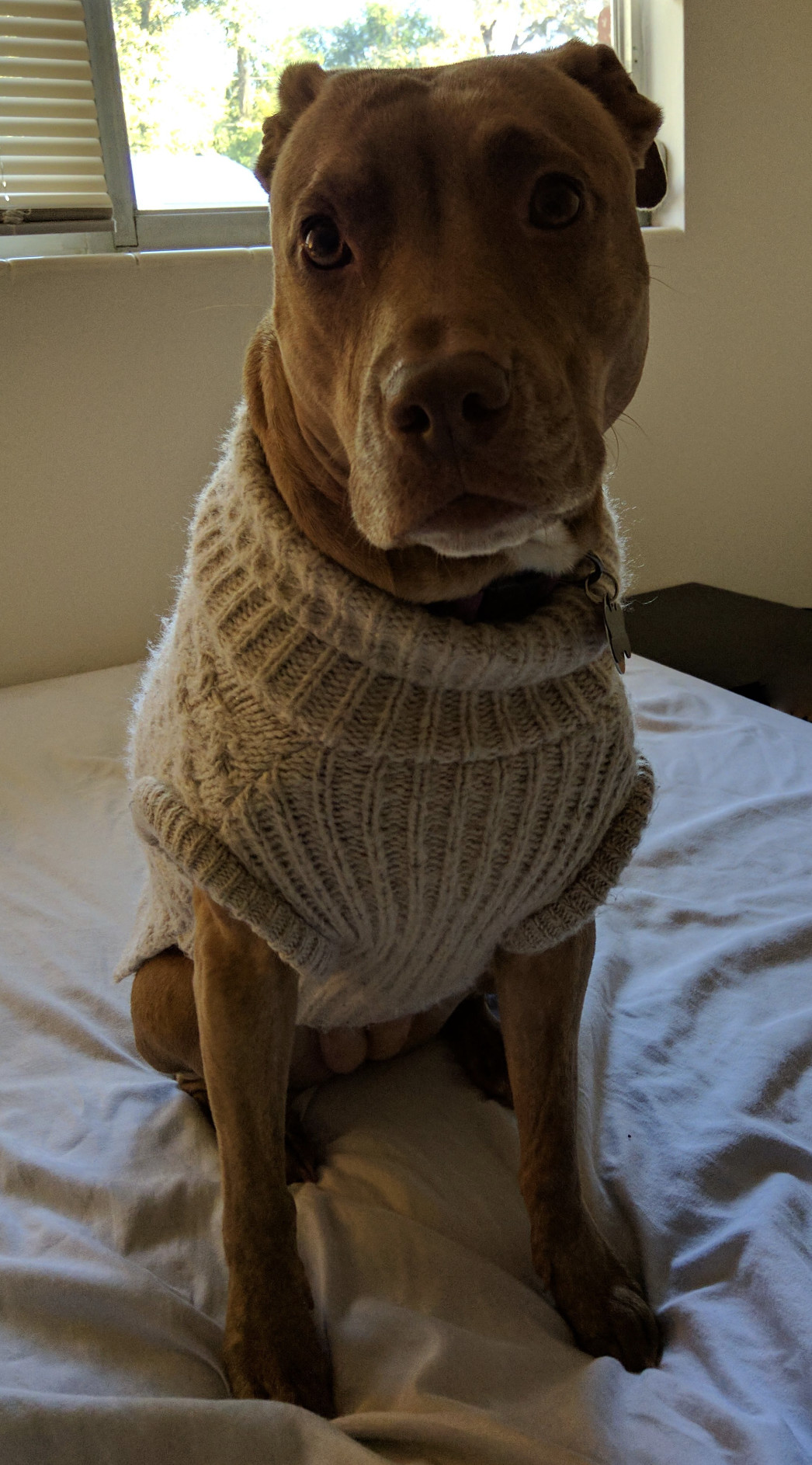 Juniper, a dog, sports a beige cable-knit sweater with which she is quite happy.