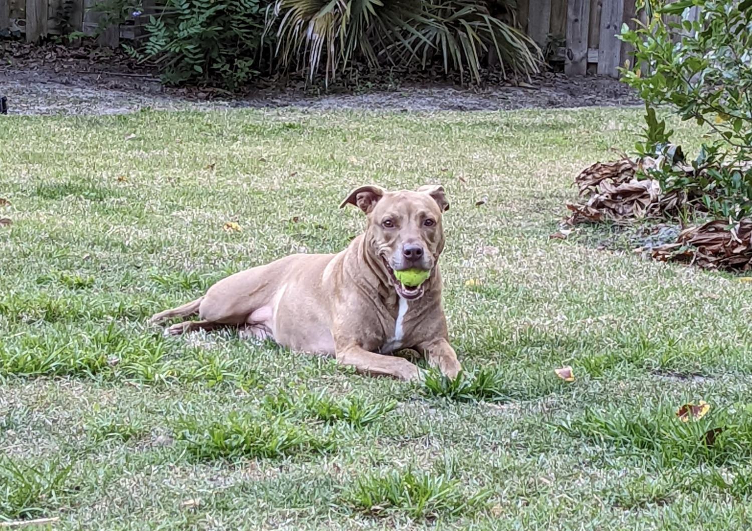 Juniper, a dog, relaxes in the grass with a tennis ball clutched in a toothy grin.