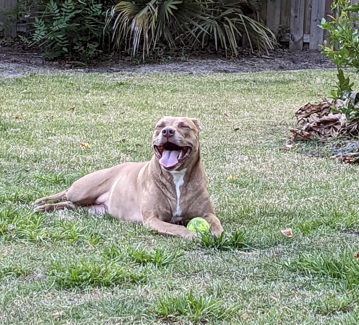 Juniper, a dog, pants happily in the Florida heat.