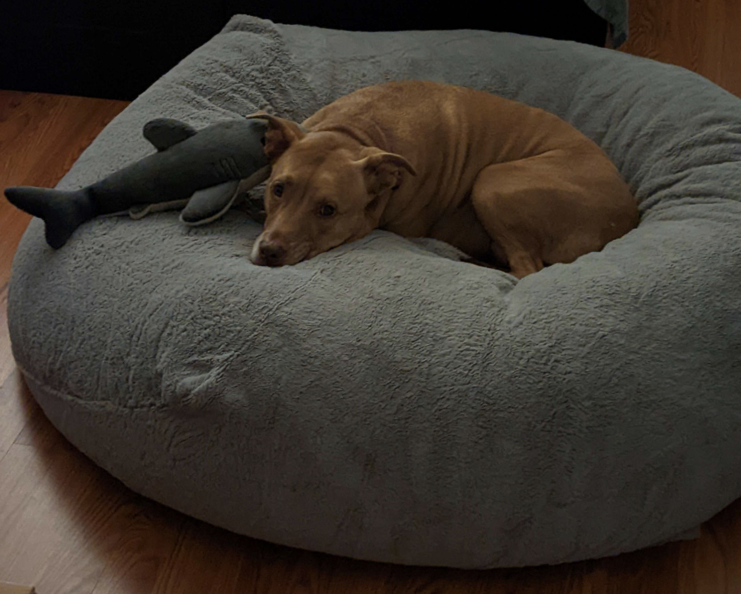 Juniper, a dog, snuggles into a comically oversized dog bed with her Adult Shark toy.