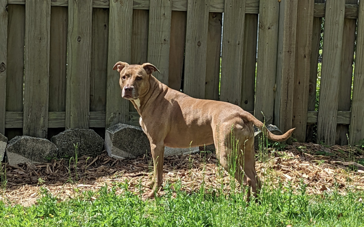 Juniper, a dog, stands in the sun near a fence with a pensive look.