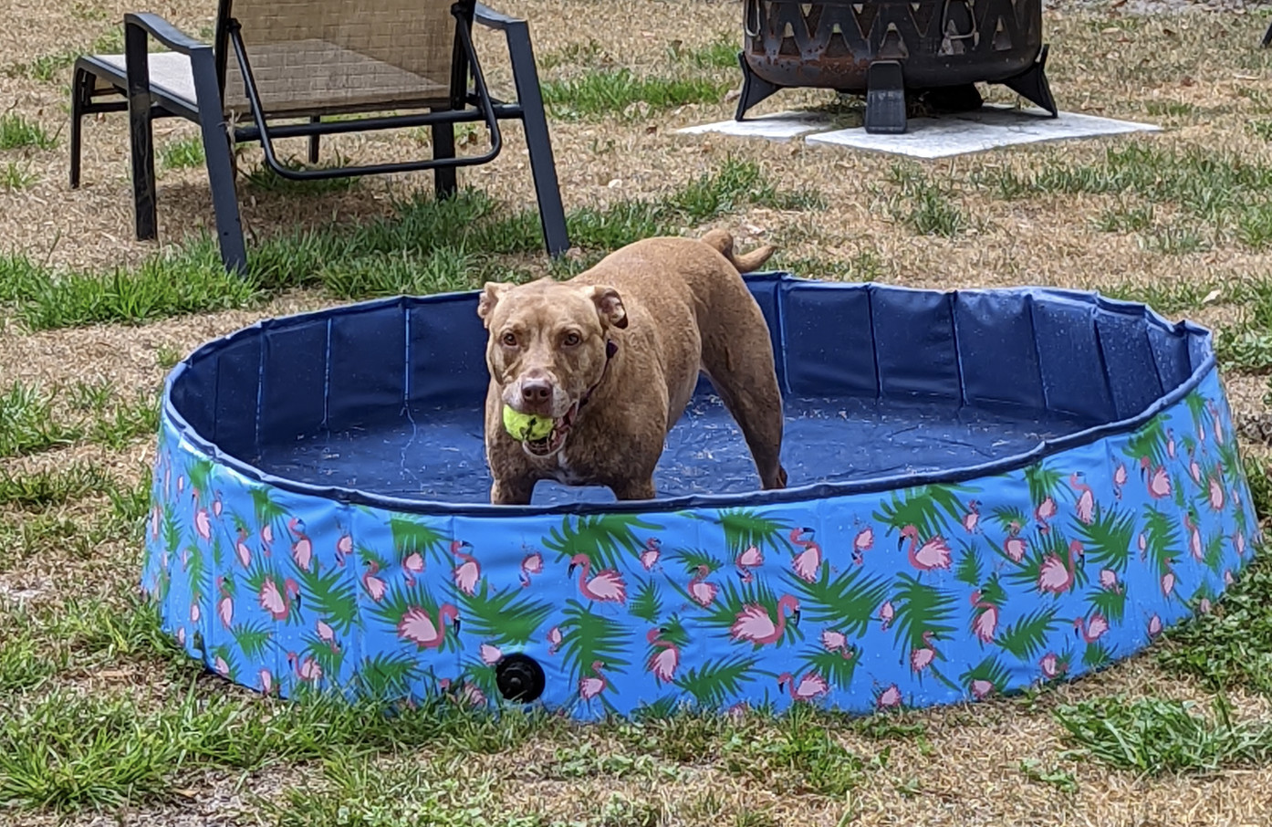 Juniper, a dog, stands excitedly in her kiddie pool with a tennis ball in her mouth.