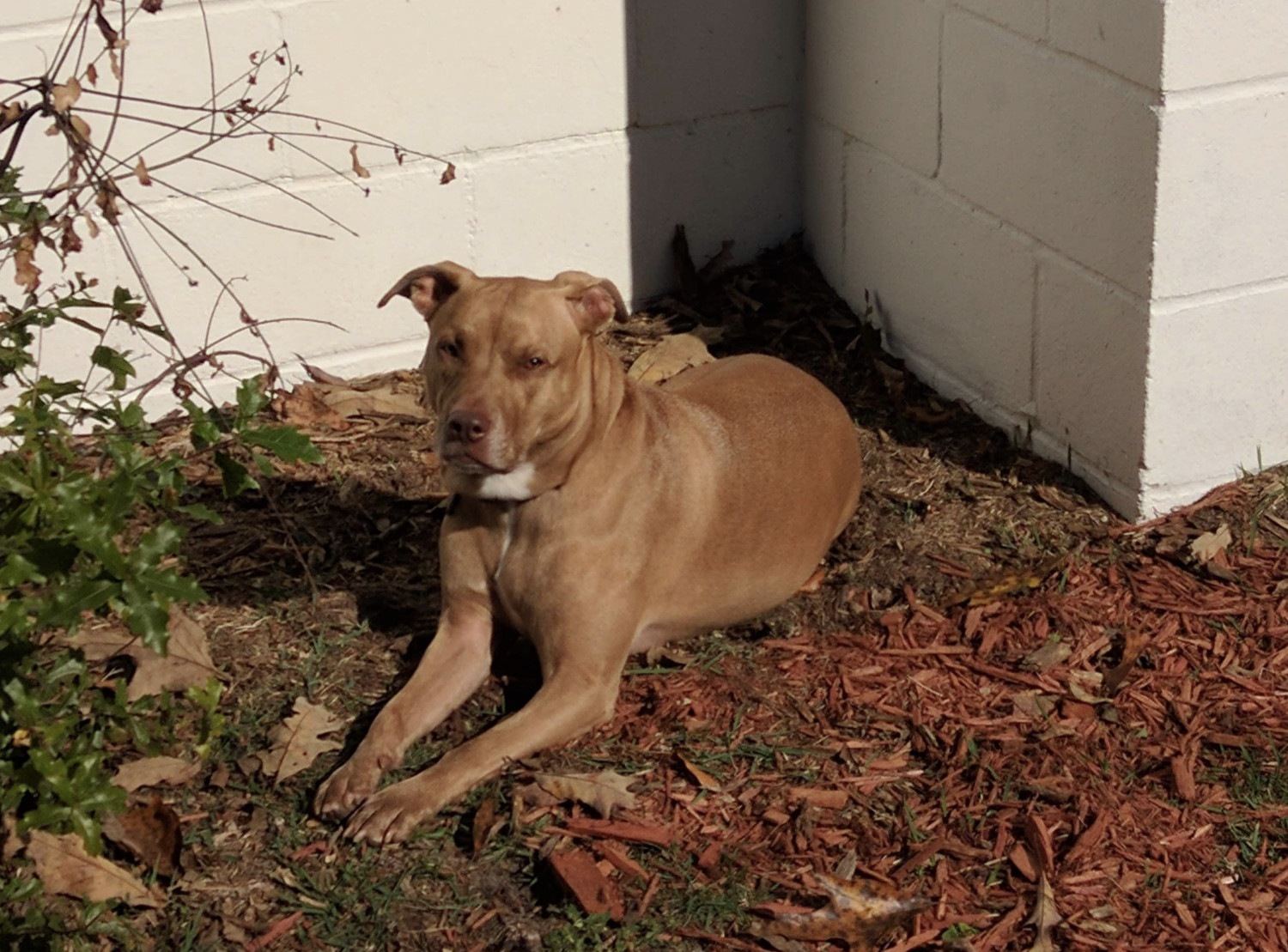 Juniper, a dog, squints through sunshine from a stately sit on mulch near a brick wall.