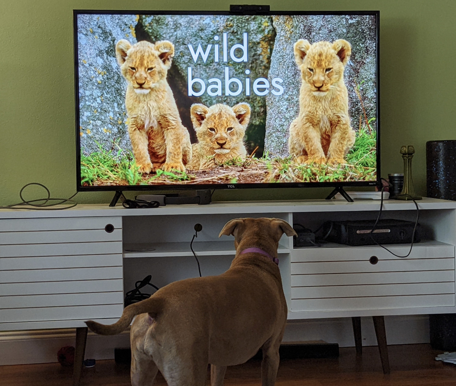 Juniper, a dog, is unsure what to make of a trio of lion cubs on a television screen.