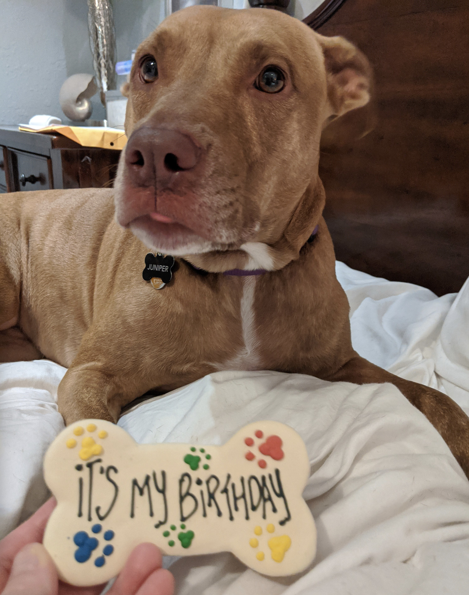 Juniper, a dog, bleps ever so slightly when presented with a dog treat decorated to commemorate her birthday.