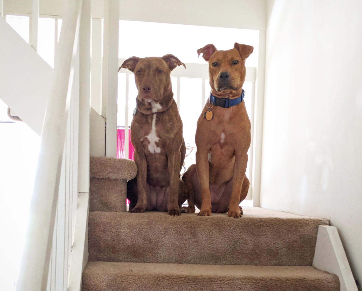 Juniper and Barley, two dogs, sit on a turn in the stairs and observe from on high.