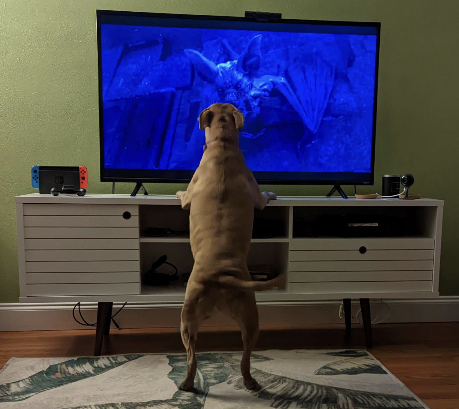 Juniper, a dog, stands on her hind legs to bark at a chiropteran monster on the television screen.