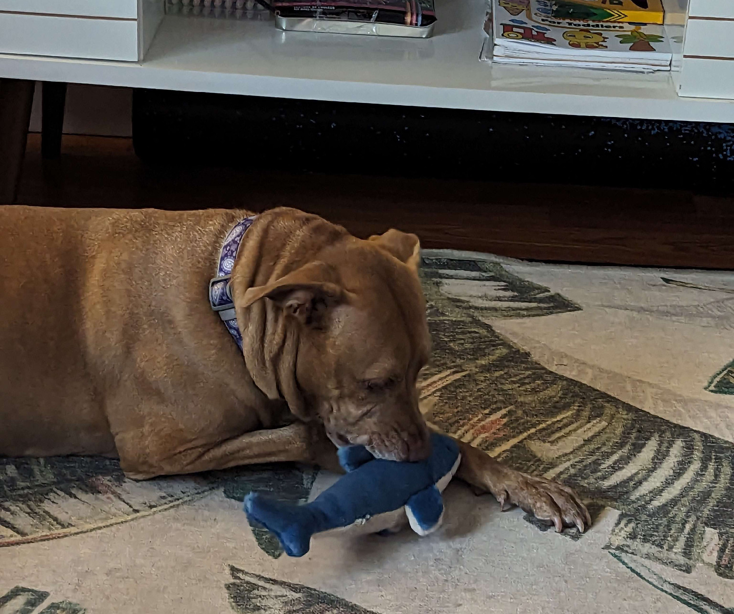 Juniper, a dog, gently fusses with her plush shark toy.