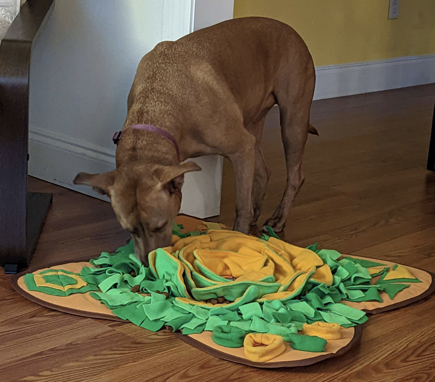 Juniper, a dog, seeks out dog kibble hidden among the felt petals of a large snuffle pad.