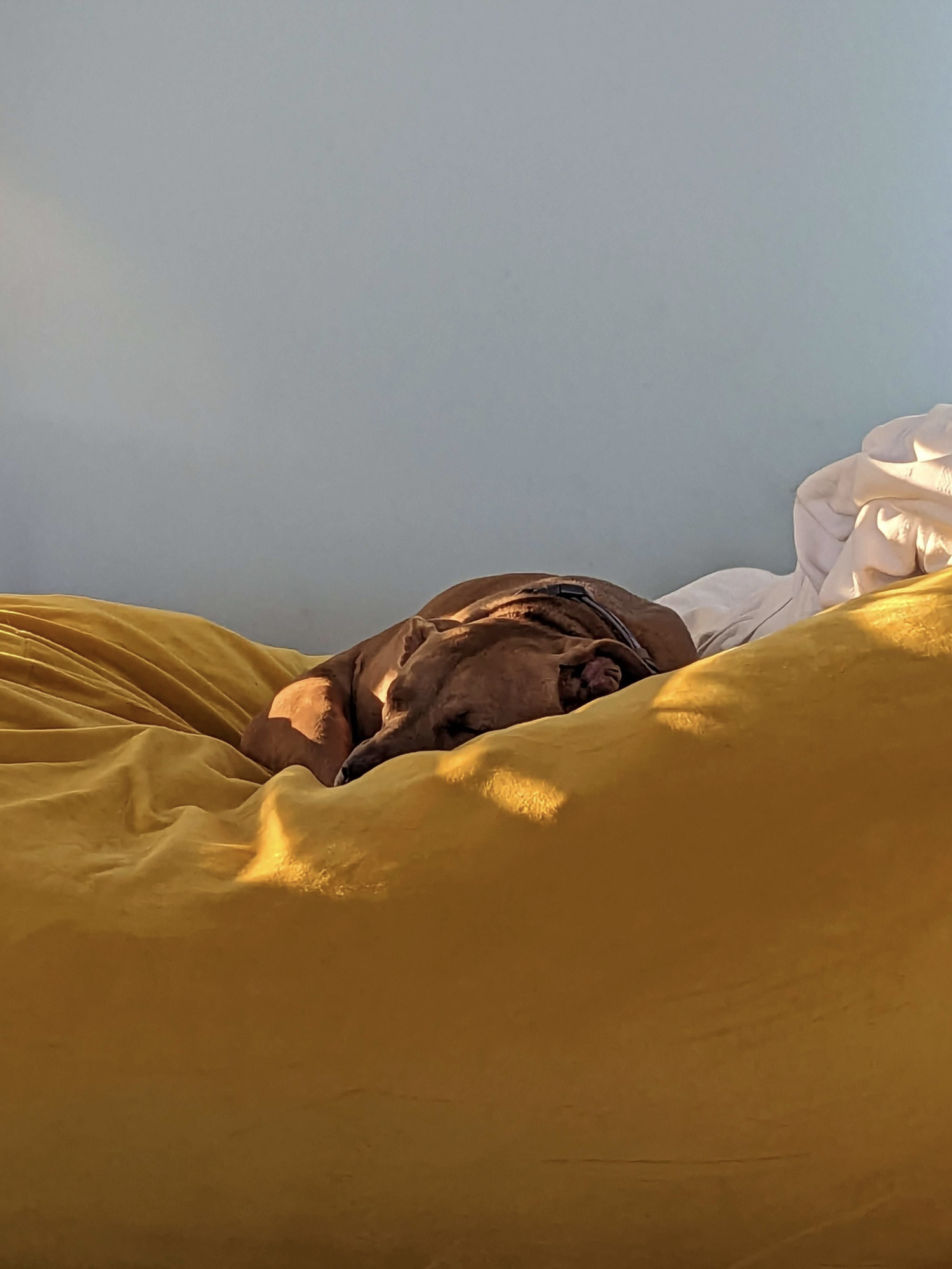 Juniper, a dog, rests on an enormous yellow beanbag in front of a blue wall.