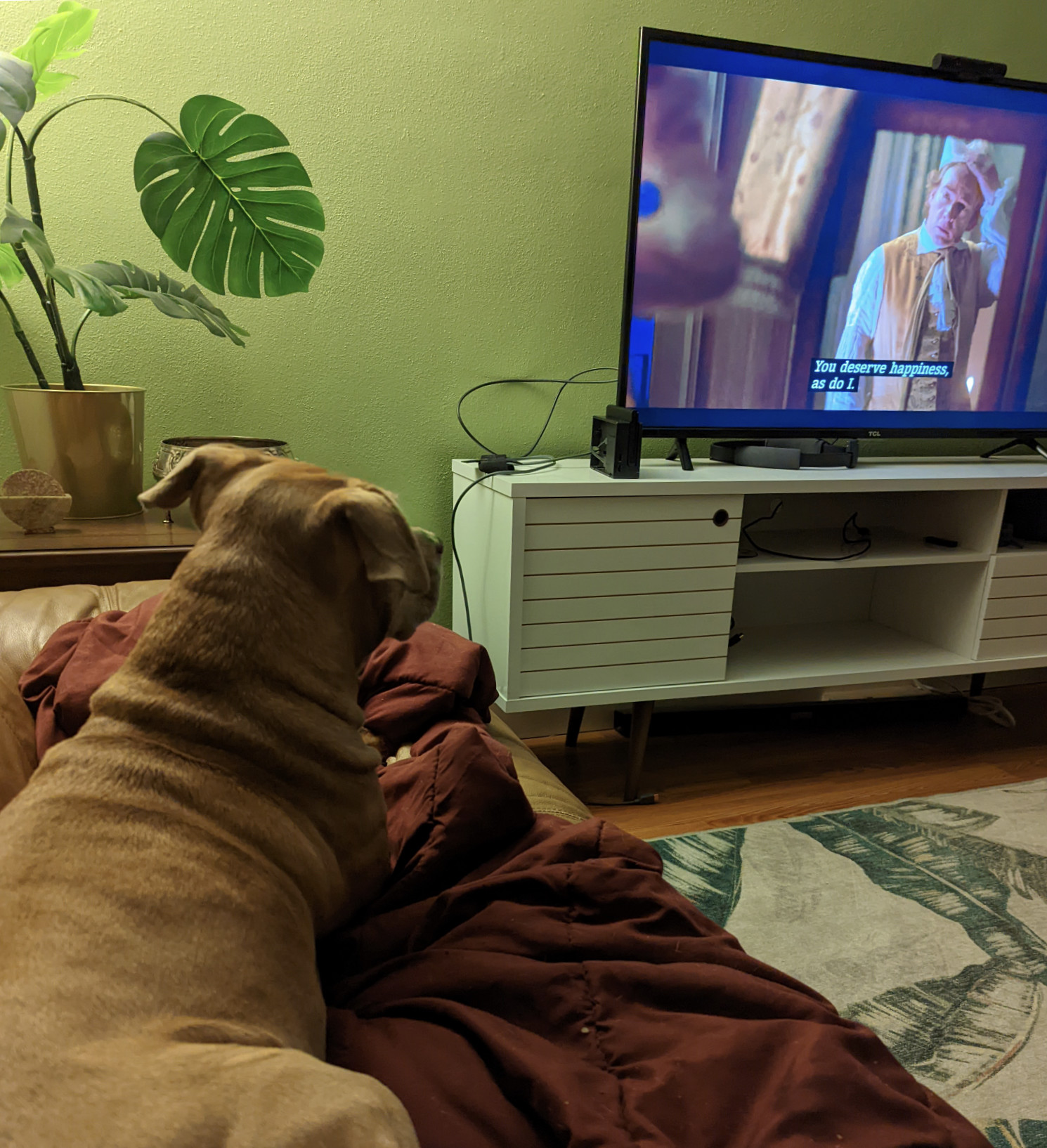 Juniper, a dog, watches television. The closed captioning reads, "You deserve happiness, as do I."