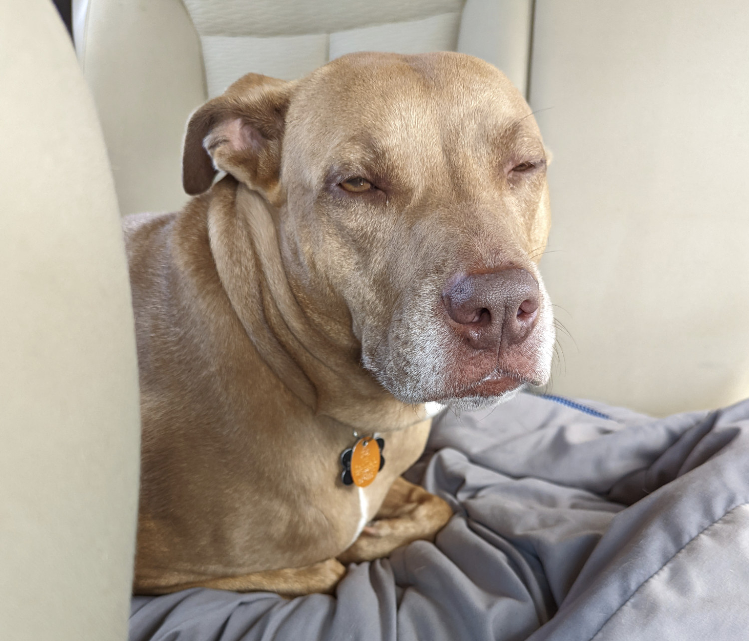 Juniper, a dog, looks up very blearily from the back seat before returning to a deep vehicular slumber.