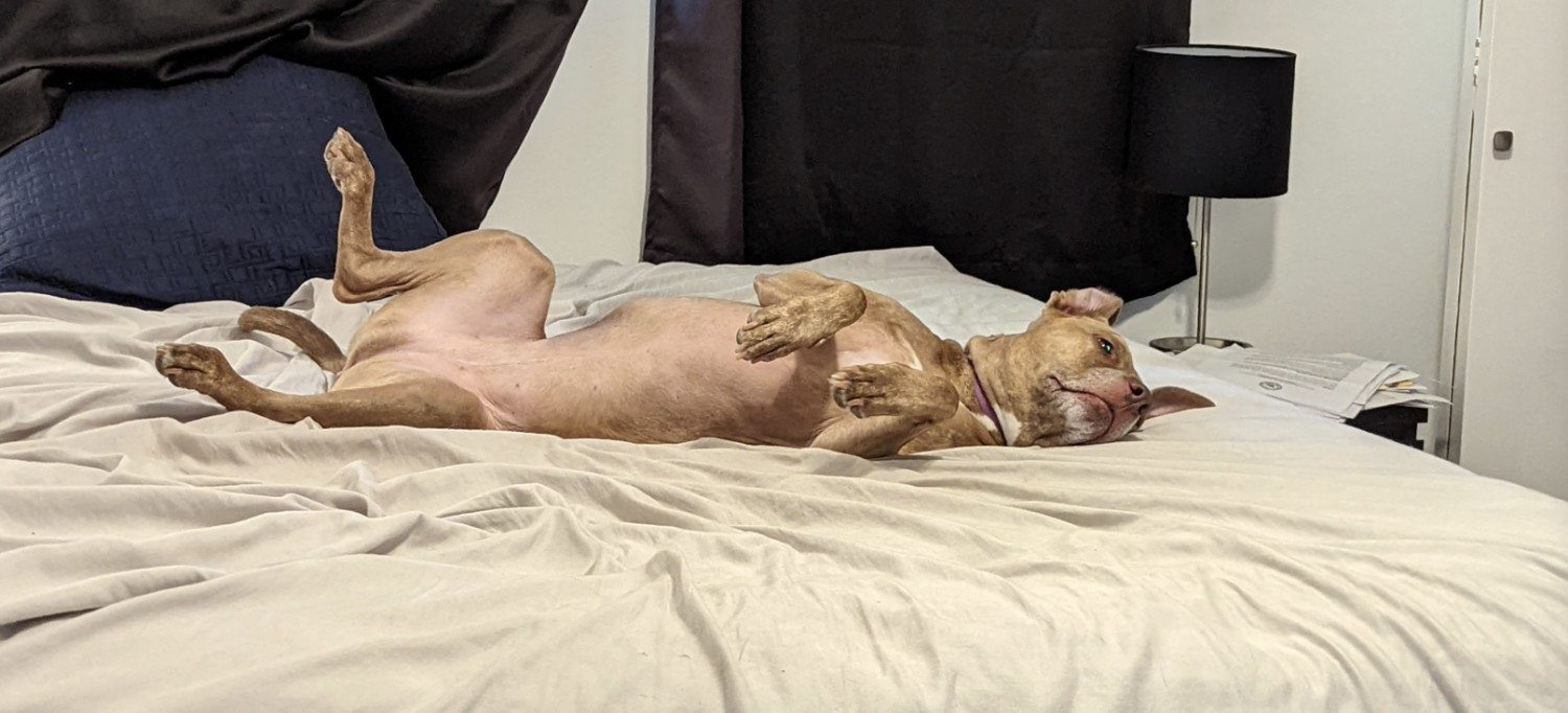 Juniper, a dog, wiggles on her back on a big soft bed.