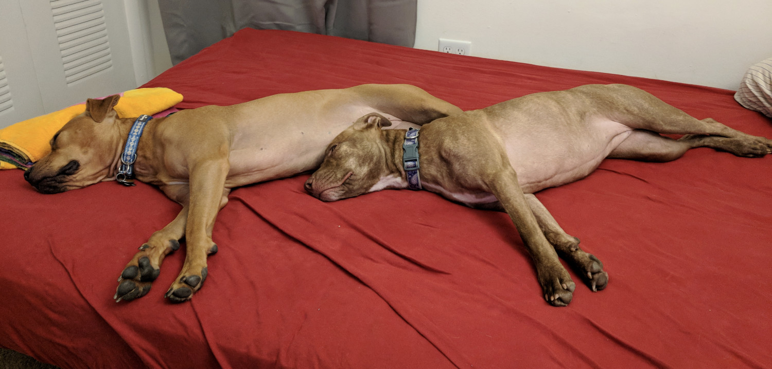 Juniper, a dog, lies atop a bed on her side next to Barley, another dog. Both are in the same position, their bodies aligned.