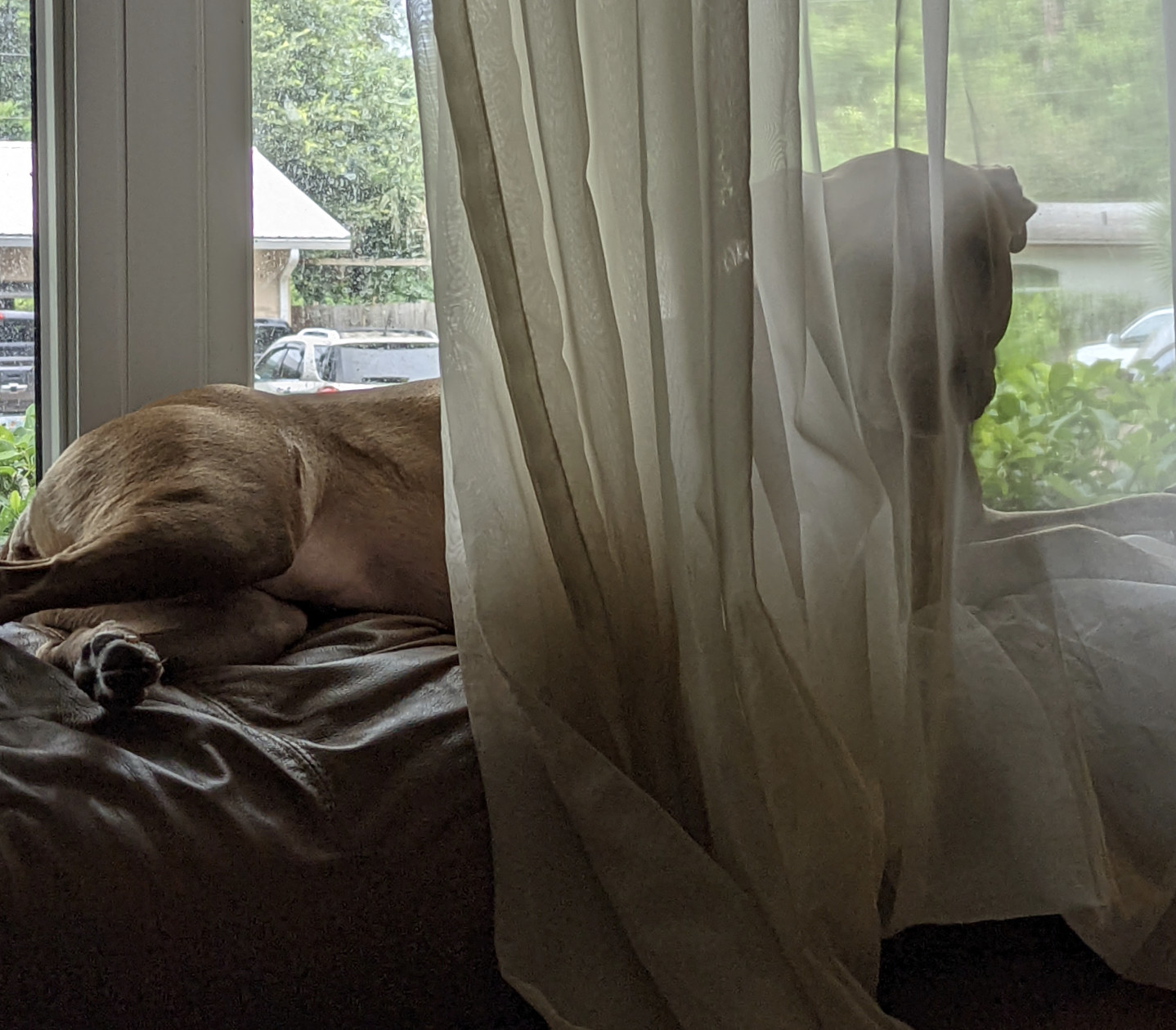 Juniper, a dog, peers at the viewer through a gauzy curtain.