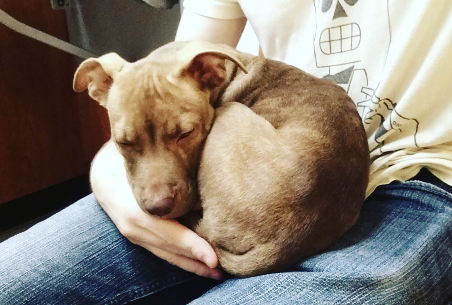 Juniper, a dog, is curled up on a lap. She is very small, and extremely puppy.