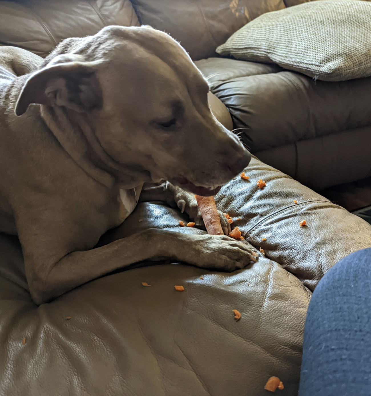 Juniper, a dog, makes incremental progress on her carrot, leaving many morsels by the wayside.