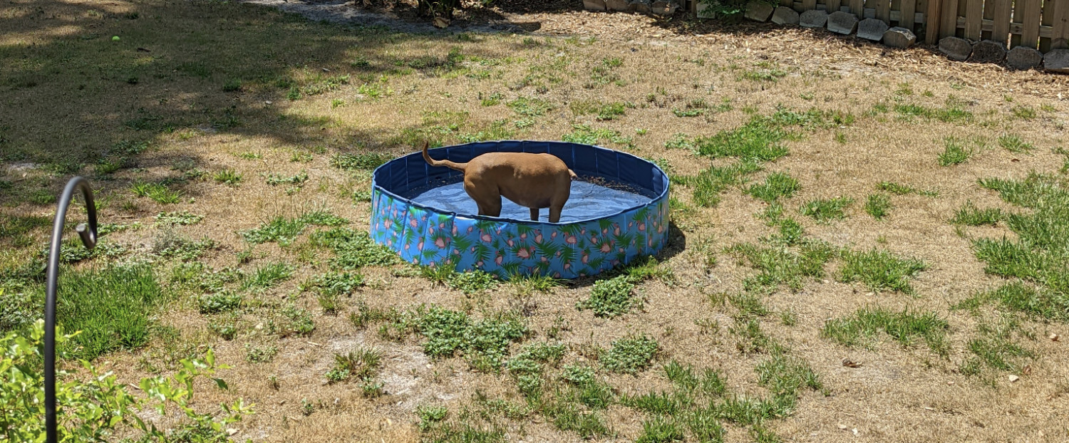 Juniper, a dog, noodles around in the ankle-deep water of a kiddie pool laid out on a big, brown lawn.