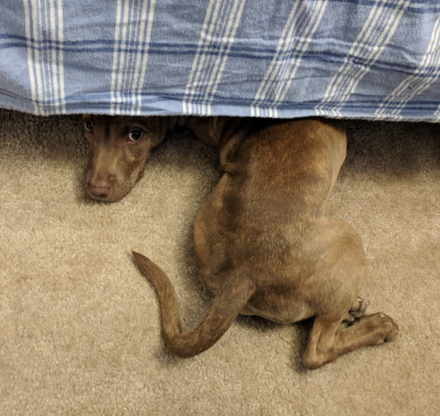 Juniper, a puppy, lies with her upper body beneath a bed. She has twisted her body into a J shape to peer back out past the fringe of the hanging sheet.