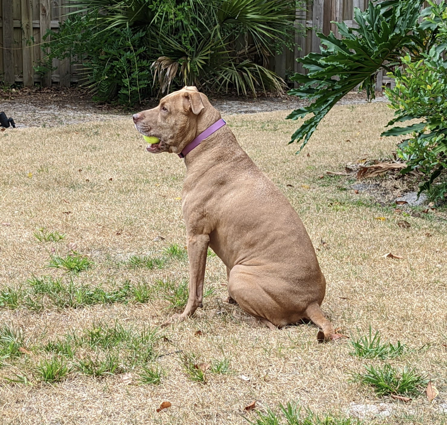 Juniper, a dog, sits on the grass in a yard and scans her surroundings while holding a tennis ball in her mouth.