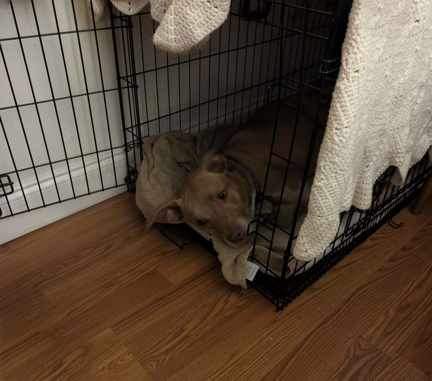 Juniper, a dog, lies in her crate, over which a knitted blanker is draped. She watches from the darkness intently.