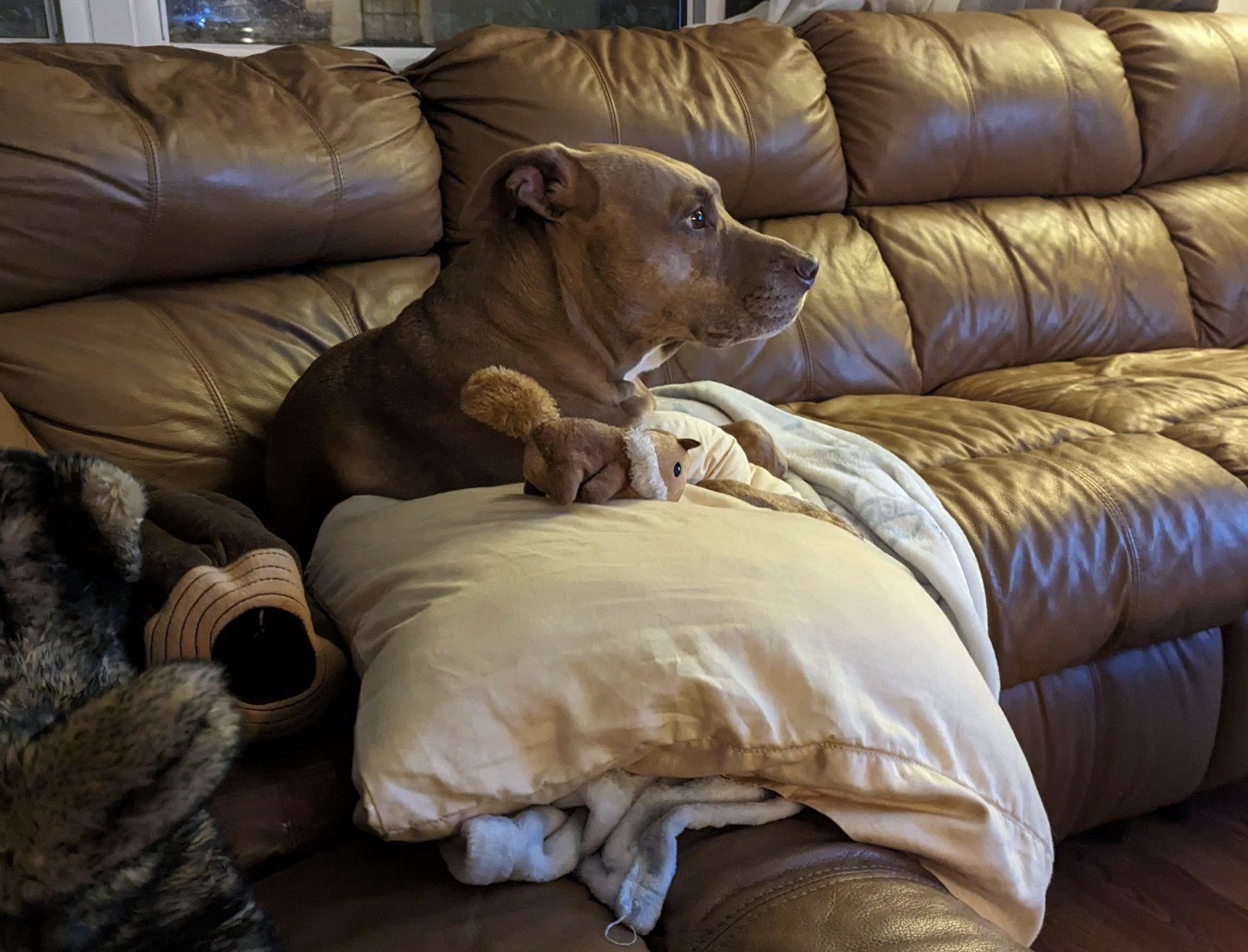 Juniper, a dog, watches television with her new friend, a comically tiny squirrel toy.